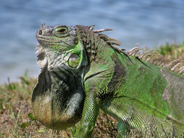 Yeşil Iguana boyun iguanadan farksız Closeup genişletilmiş — Stok fotoğraf