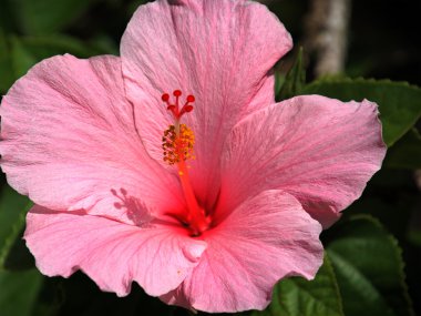 Soluk pembe Hibiscus çiçek çiçeklenme
