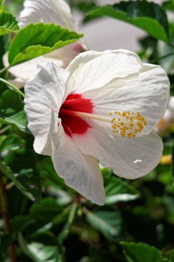 Beyaz Hibiscus çiçek kırmızı merkezi