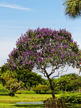 Tibouchina ağaç çiçek