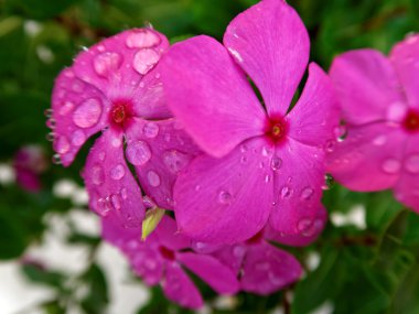 Mor pembe salyangozu küme