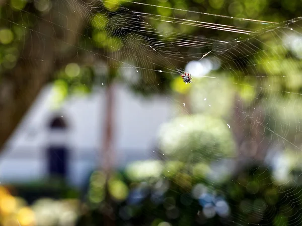 网络中的尖刺球体织造蜘蛛 — 图库照片
