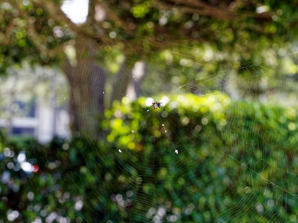 Spiny Orb Weaver Araña en la Web — Foto de Stock