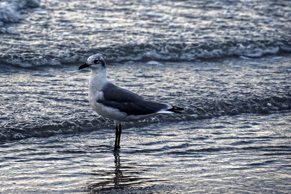 Seagull Standing in Ocean — Stock Photo, Image