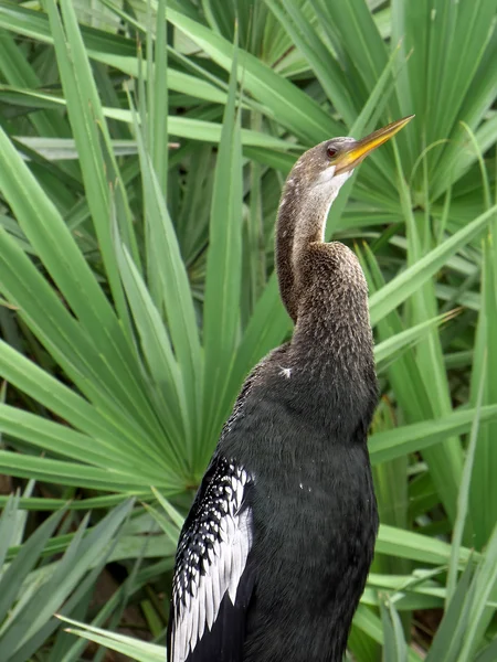 Amerikaanse slangenhalsvogel opzoeken — Stockfoto