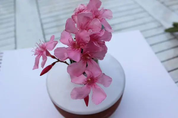 Kıbrıs adasının Larnaca ilçesindeki Athienou bölgesinde bahar zamanı