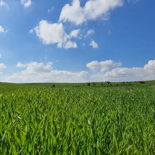 Kıbrıs adasının Larnaca ilçesindeki Athienou bölgesinde bahar zamanı