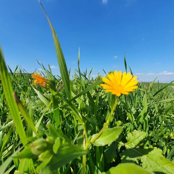 Kıbrıs Cumhuriyeti 'nin Athienou kenti etrafındaki yeşil tarlalarda kış boyunca sarı papatyalar