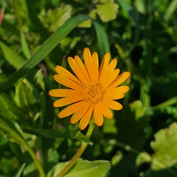 Kıbrıs Cumhuriyeti 'nin Athienou kenti etrafındaki yeşil tarlalarda kış boyunca sarı papatyalar