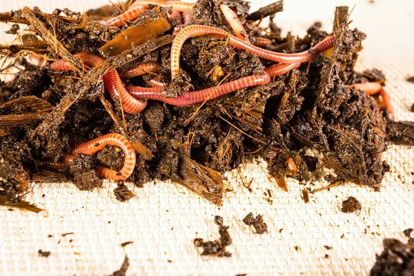 Gusanos rojos en compost . —  Fotos de Stock