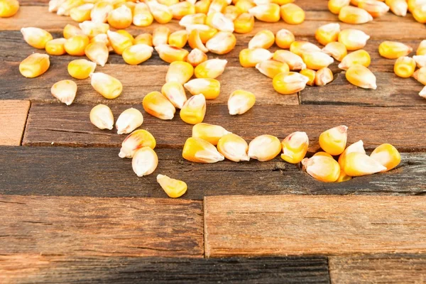 Dried corn seeds — Stock Photo, Image