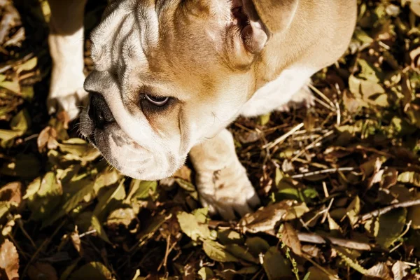 Divertido bulldog inglés cachorro . —  Fotos de Stock