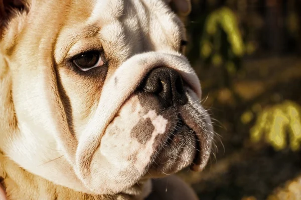 Divertido bulldog inglés cachorro . — Foto de Stock