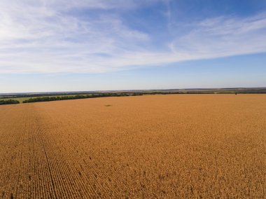 Sarı olgunlaşmış Mısır alan.