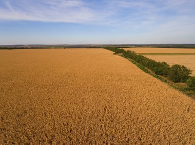 Sarı olgunlaşmış Mısır alan.