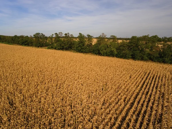 Жовте дозріле кукурудзяне поле . — стокове фото