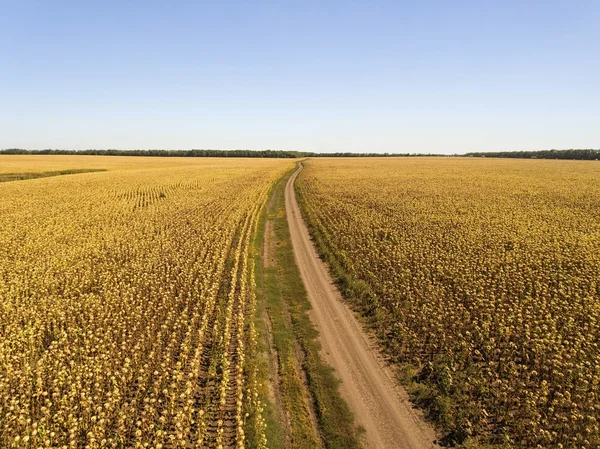 Paisaje con un camino de tierra en campos de girasol. —  Fotos de Stock