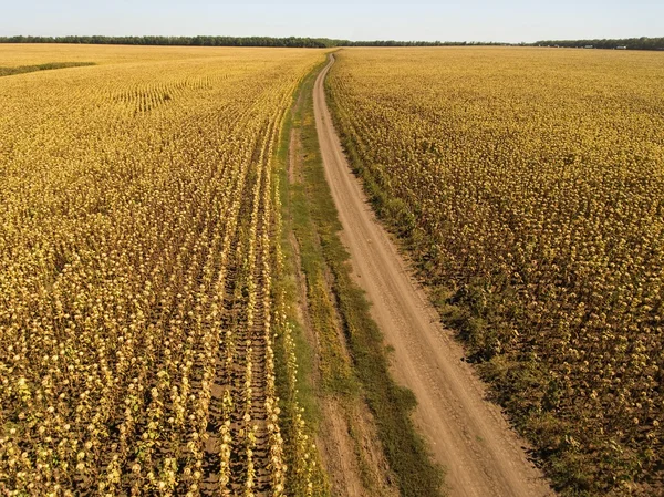 Landschap met een onverharde weg in zonnebloemvelden. — Stockfoto