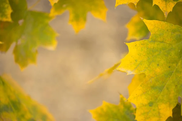 Vallende Herfst Esdoorn Bladeren Natuurlijke Achtergrond Kleurrijk Blad Bladeren Het — Stockfoto