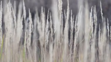 Sabahları kuru sonbahar otları. Sonbahar ormanlarında sabah güneşi altında tüylü kuru otlar..