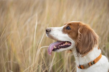 Rus spanyeli sonbahar ormanında yakın plan portresi. Av köpeği. Köpek, Rus spanyeli avlar.. 