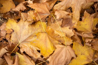 Sonbahar akçaağaç yapraklarının renkli arkaplanı. Akçaağaç sonbahar arkaplanından ayrılıyor.