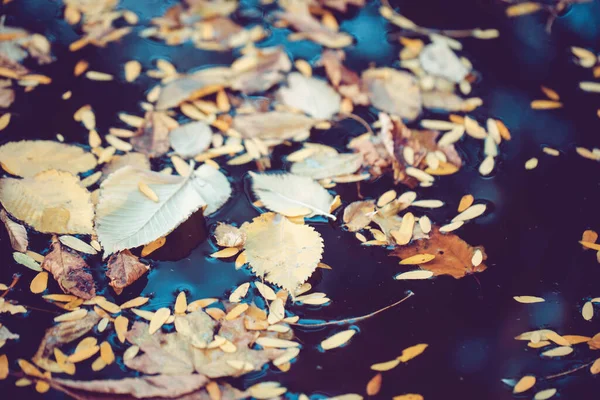 Fall Season Concept Autumn Leaves Puddle Autumn Atmosphere Image Selective — Stock Photo, Image