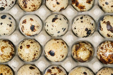 Şeffaf bir kabın içinde bıldırcın yumurtası. Karton ambalajlı yumurta. Üst görünüm.