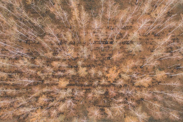 Letecký Pohled Shora Dolů Podzimní Les Smíšený Listnatý Jehličnatý Les — Stock fotografie
