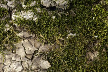 Ağacın kabuğunda yosun. Ağaç kabuğunun dokusu. Ağaç kabuğu dokusu. Doğa zemin.