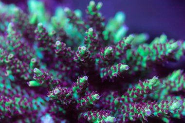 Beautiful acropora sps coral in coral reef aquarium tank. Macro shot. Selective focus. clipart