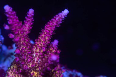 Güzel akropora mercan resif akvaryumundaki mercanlara sprey takar. Makro atış. Seçici odak.