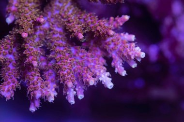 Güzel akropora mercan resif akvaryumundaki mercanlara sprey takar. Makro atış. Seçici odak.