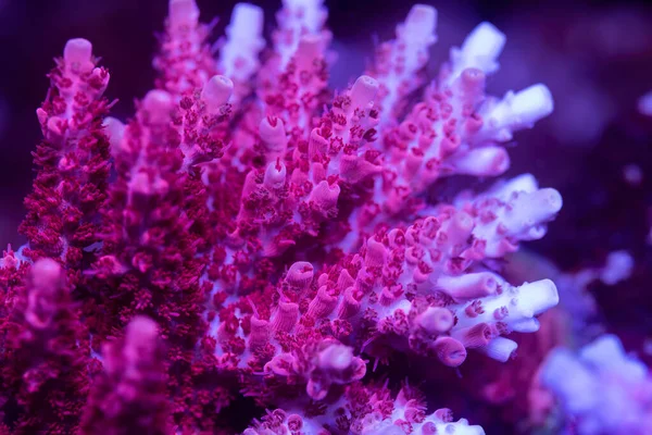 Linda Acropora Sps Coral Tanque Aquário Recife Coral Macro Shot — Fotografia de Stock