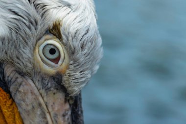 Büyük beyaz ya da doğu beyaz pelikanı. Vahşi yaşam sahnesi.