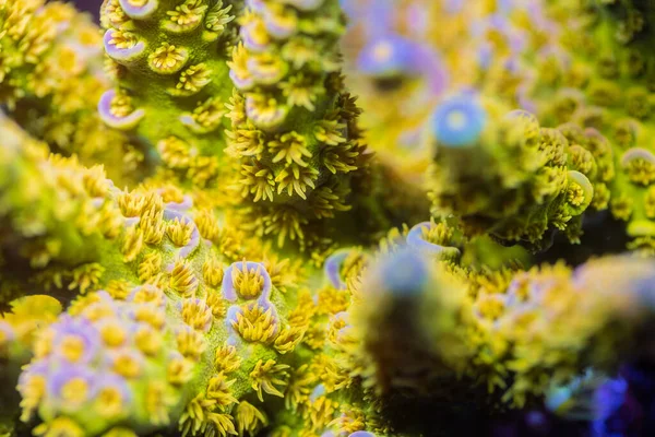 Wunderschöne Korallen Aquarium Des Riffs Makroschuss Selektiver Fokus — Stockfoto