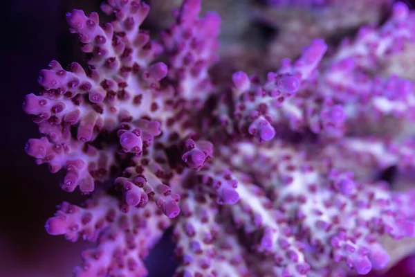 Resif Akvaryumundaki Güzel Mercan Makro Atış Seçici Odak Stok Resim
