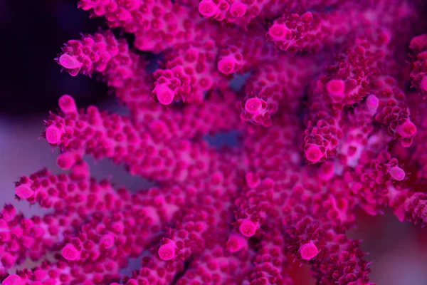 Wunderschöne Korallen Aquarium Des Riffs Makroschuss Selektiver Fokus — Stockfoto