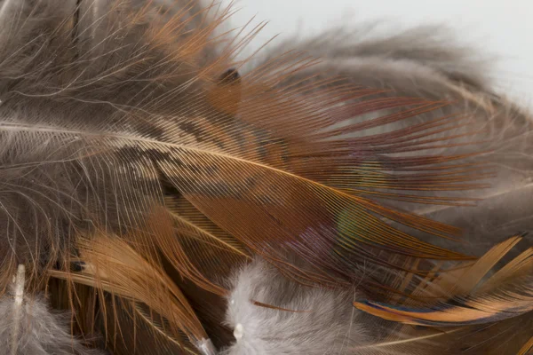 Feather — Stock Photo, Image