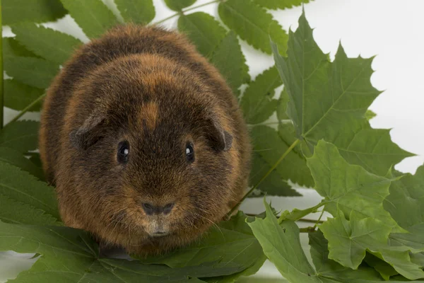 Meerschweinchen. — Stockfoto