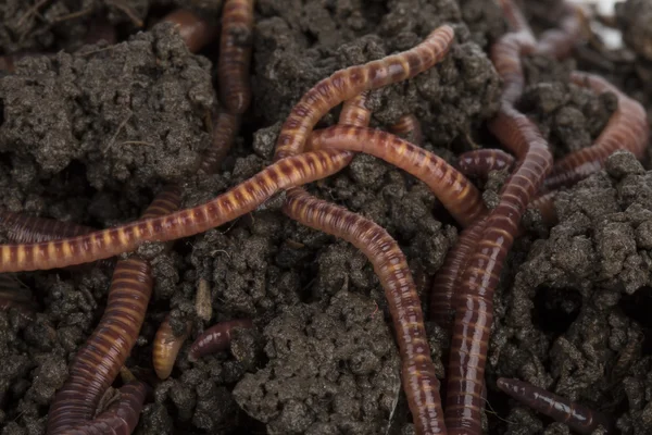 Rote Würmer im Kompost. — Stockfoto