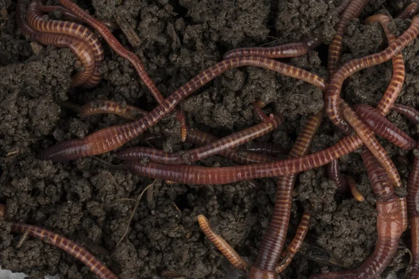 Rode wormen in compost. — Stockfoto