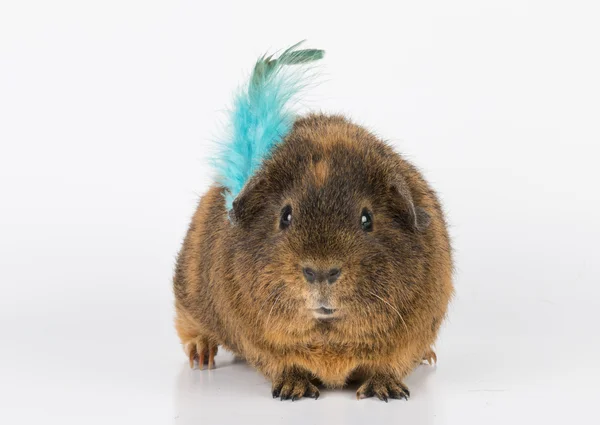 Meerschweinchen. — Stockfoto