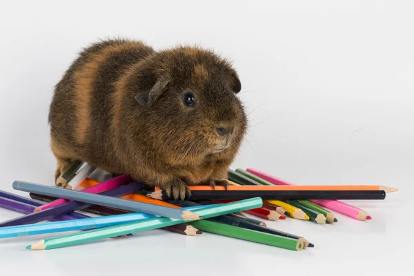 Varkensvlees. — Stockfoto