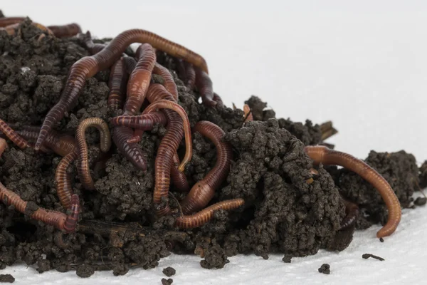 Красные черви в компосте . — стоковое фото