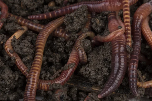 Gusanos rojos en compost . —  Fotos de Stock