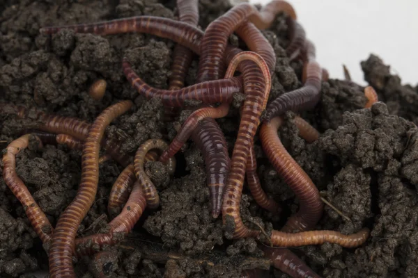 Rote Würmer im Kompost. — Stockfoto