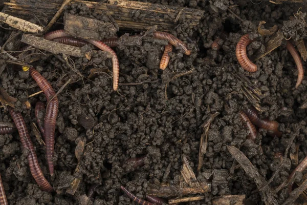 Vermes vermelhos em composto . — Fotografia de Stock