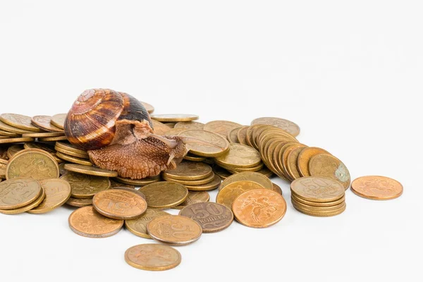 Coins and snail. — Stock Photo, Image