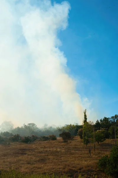 Forest fire — Stock Photo, Image